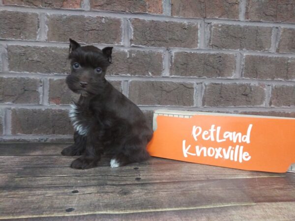 Miniature Schnauzer DOG Female LIVER 2230 Petland Knoxville, Tennessee