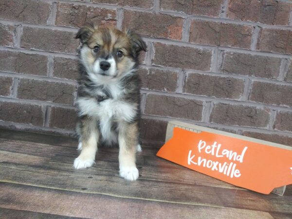 Aussiemo-DOG-Female-Sable Tri-2223-Petland Knoxville, Tennessee