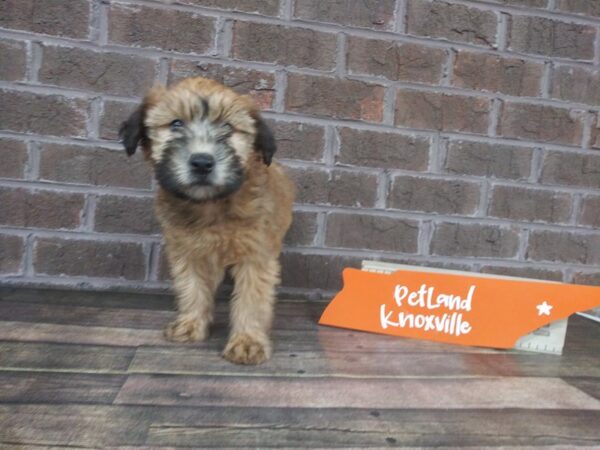 Soft Coated Wheaten Terrier DOG Female Wheaton 2226 Petland Knoxville, Tennessee