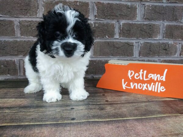 Shih Poo-DOG-Male-BLK WH-2227-Petland Knoxville, Tennessee