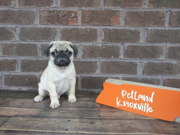Pug-DOG-Male-fawn-2233-Petland Knoxville, Tennessee
