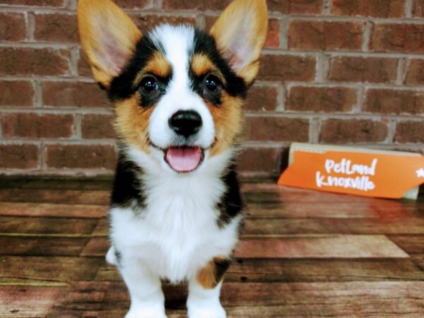 Pembroke Welsh Corgi-DOG-Female-Red and White-2222-Petland Knoxville, Tennessee
