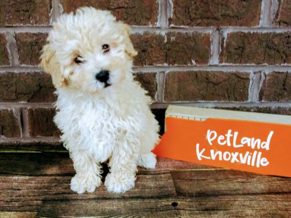 Poo Chon-DOG-Male-APRICOT-2215-Petland Knoxville, Tennessee