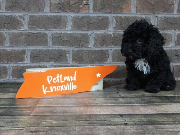 Miniature Poodle-DOG-Male-BLACK-2221-Petland Knoxville, Tennessee