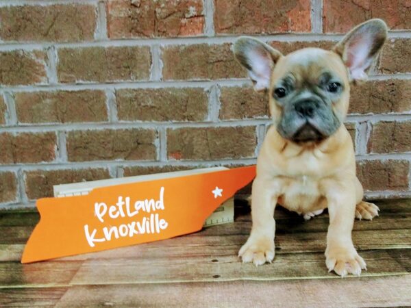 French Bulldog-DOG-Male-Blue Fawn-2243-Petland Knoxville, Tennessee