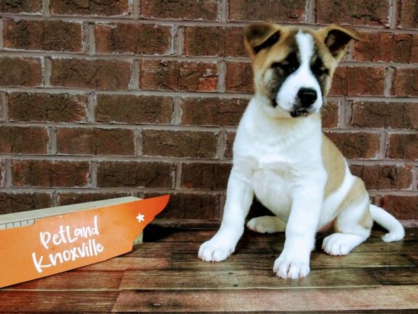 Akita-DOG-Male-Brown / White-2244-Petland Knoxville, Tennessee