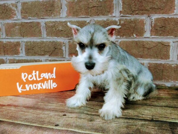 Miniature Schnauzer DOG Male Black & Silver 2239 Petland Knoxville, Tennessee