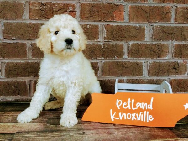 F1B Goldendoodle DOG Female Cream 2238 Petland Knoxville, Tennessee