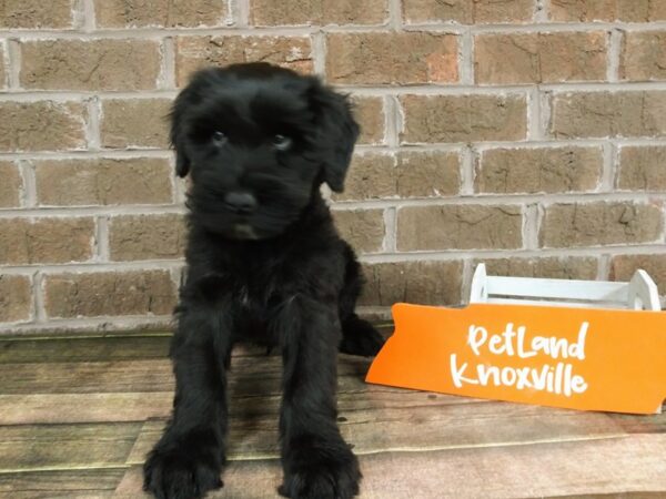 Giant Schnauzer-DOG-Male-Black-2242-Petland Knoxville, Tennessee