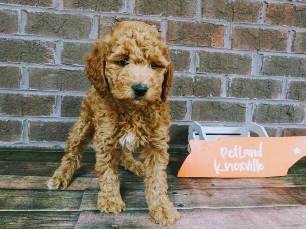 Mini Goldendoodle-DOG-Male-Red-2245-Petland Knoxville, Tennessee