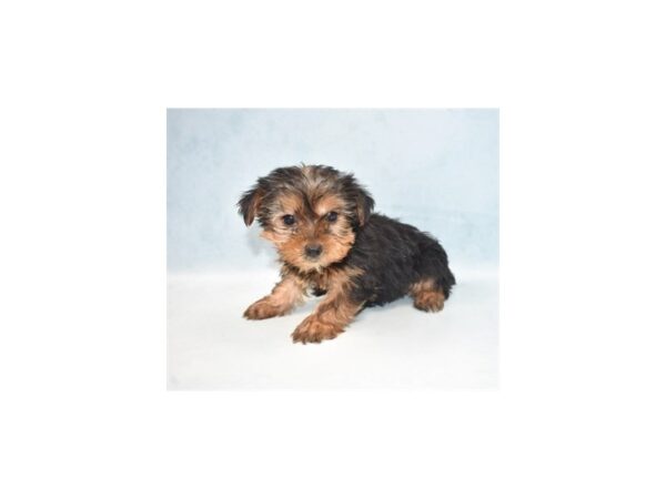 Yorkshire Terrier DOG Female Black and Tan 2254 Petland Knoxville, Tennessee