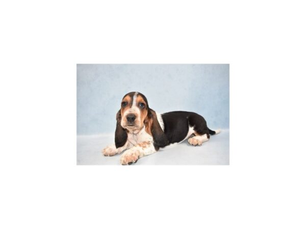 Basset Hound-DOG-Male-Black White and Tan-2255-Petland Knoxville, Tennessee