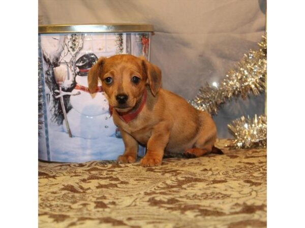 Dachshund DOG Female Red 2247 Petland Knoxville, Tennessee