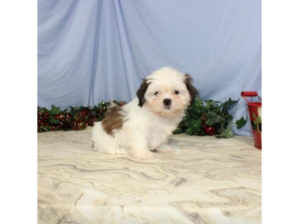 Shih Tzu-DOG-Female-White / Gold-2259-Petland Knoxville, Tennessee