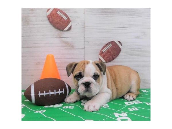 Bulldog-DOG-Female-Fawn / White-2250-Petland Knoxville, Tennessee