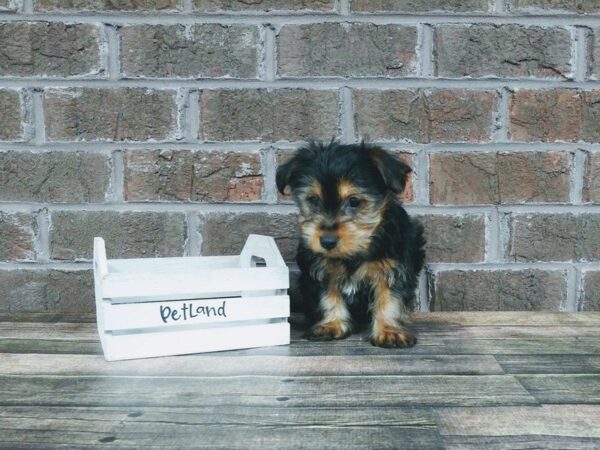Yorkshire Terrier DOG Male BLK TAN 2257 Petland Knoxville, Tennessee
