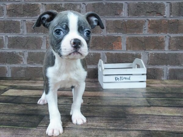 Boston Terrier-DOG-Female-BLUE WH-2258-Petland Knoxville, Tennessee