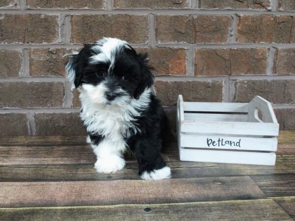 Havanese DOG Male CHOC WHITE TRI 2256 Petland Knoxville, Tennessee