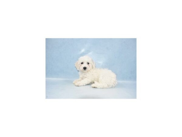 Bichon Frise-DOG-Male-White-2270-Petland Knoxville, Tennessee