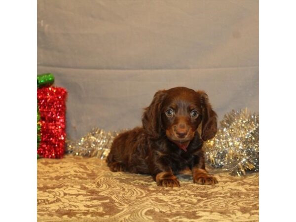 Dachshund DOG Male Chocolate / Tan 2264 Petland Knoxville, Tennessee
