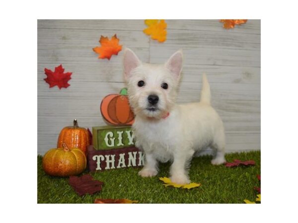 West Highland White Terrier DOG Female White 2266 Petland Knoxville, Tennessee