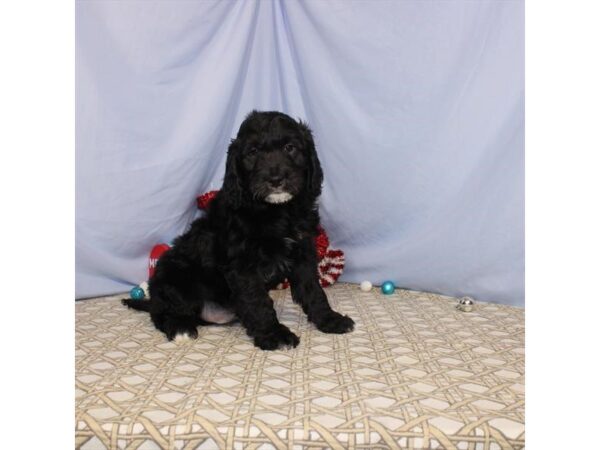 Toy Poodle/Golden Retriever DOG Male Black 2267 Petland Knoxville, Tennessee
