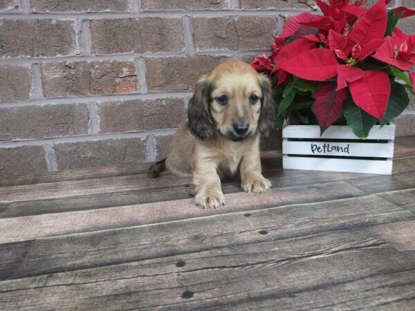 Dachshund DOG Male RED 2280 Petland Knoxville, Tennessee