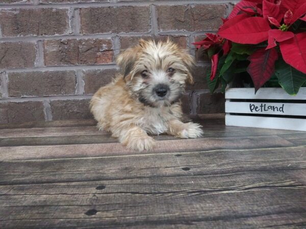 Morkie DOG Female BIEGE 2272 Petland Knoxville, Tennessee