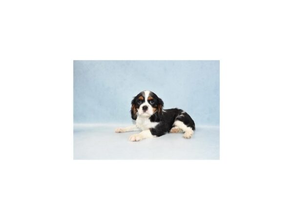 Cavalier King Charles Spaniel-DOG-Female-Black and White-2293-Petland Knoxville, Tennessee