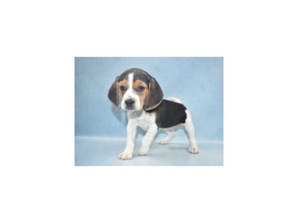 Beagle DOG Female Black White and Tan 2294 Petland Knoxville, Tennessee