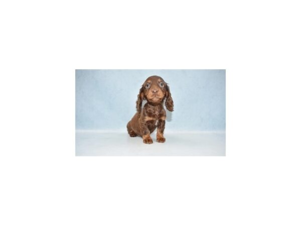 Dachshund DOG Female Chocolate and Tan 2295 Petland Knoxville, Tennessee