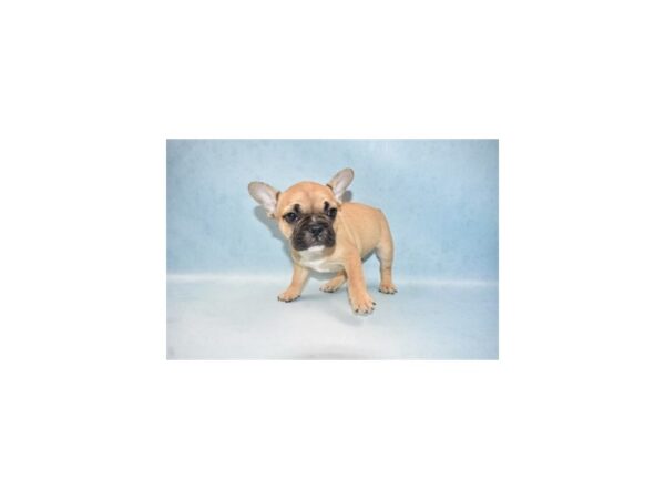 French Bulldog DOG Male Fawn 2296 Petland Knoxville, Tennessee