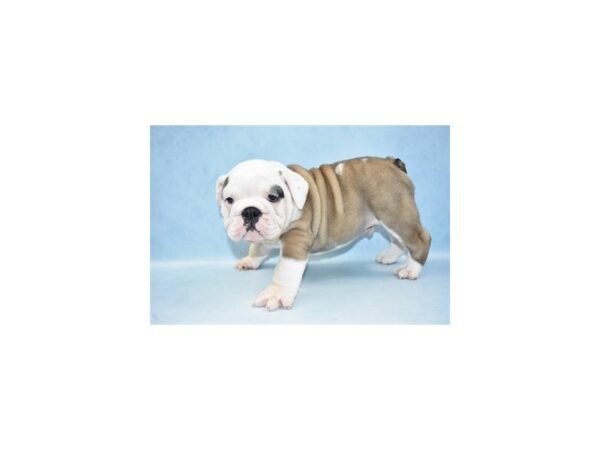 English Bulldog DOG Male Red and White 2297 Petland Knoxville, Tennessee