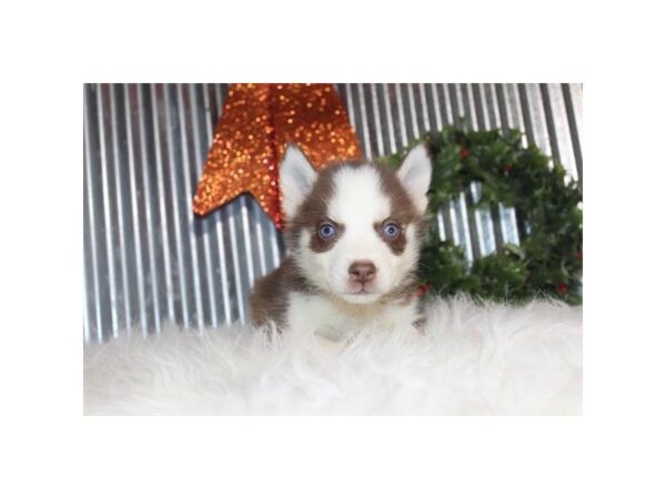 Siberian Husky DOG Male Red / White 2309 Petland Knoxville, Tennessee