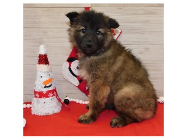 Belgian Tervuren-DOG-Male-Fawn / Black-2303-Petland Knoxville, Tennessee