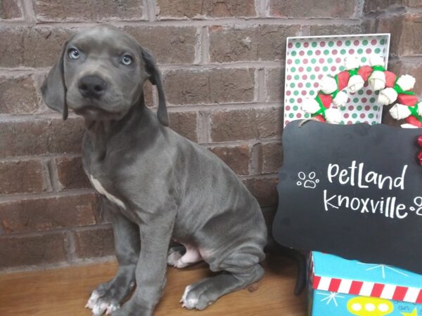 Great Dane-DOG-Male-Blue-2285-Petland Knoxville, Tennessee
