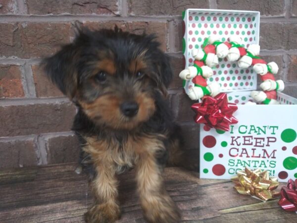 Yorkshire Terrier-DOG-Female-BLK TAN-2291-Petland Knoxville, Tennessee