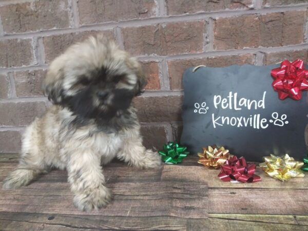 Lhasa Apso-DOG-Female-Goldn-2311-Petland Knoxville, Tennessee
