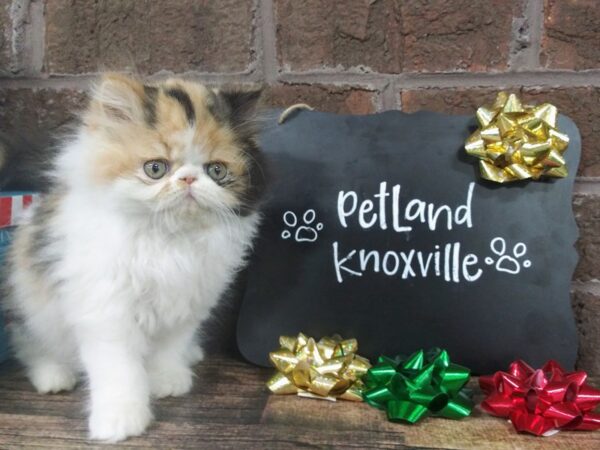 Exotic Shorthair-CAT-Female-calico-2313-Petland Knoxville, Tennessee