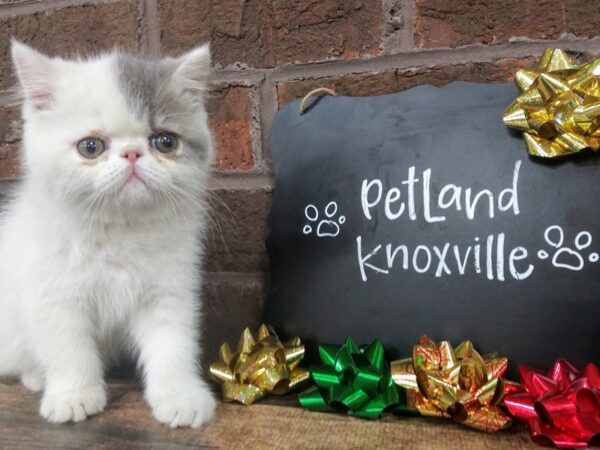 Exotic Shorthair-CAT-Male-blue and white van-2301-Petland Knoxville, Tennessee