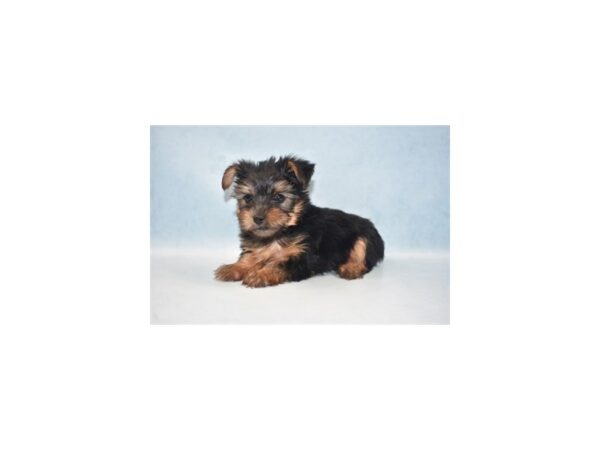 Yorkshire Terrier DOG Female Black and Tan 2317 Petland Knoxville, Tennessee