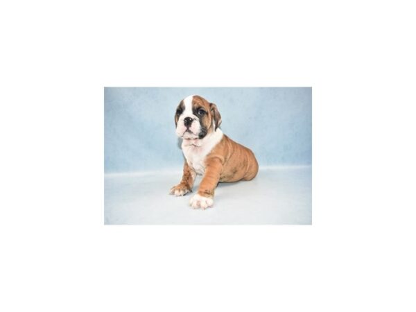 English Bulldog-DOG-Male-Red Brindle and White-2318-Petland Knoxville, Tennessee