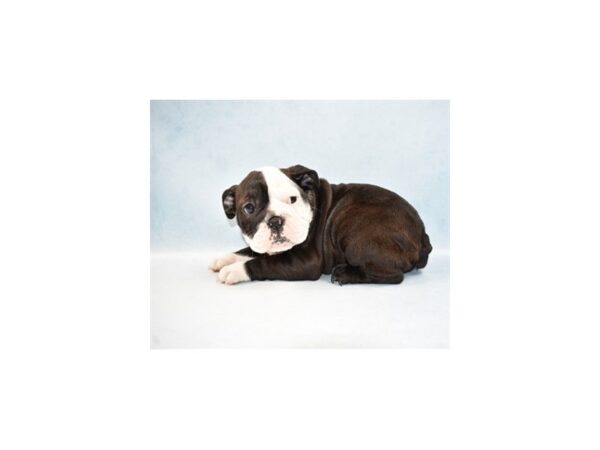 English Bulldog-DOG-Female-Black and White-2321-Petland Knoxville, Tennessee