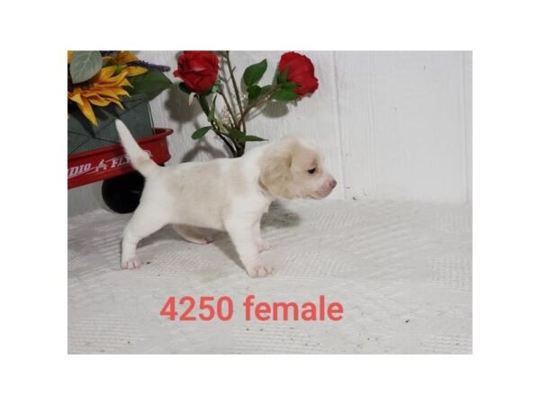 Beagle-DOG-Female-Lemon / White-2328-Petland Knoxville, Tennessee