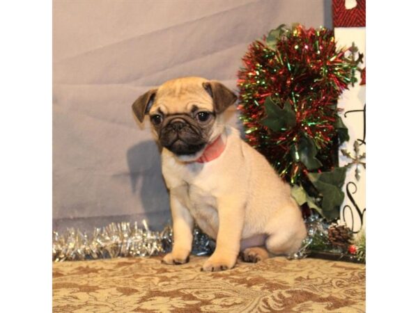 Pug DOG Female Fawn 2330 Petland Knoxville, Tennessee