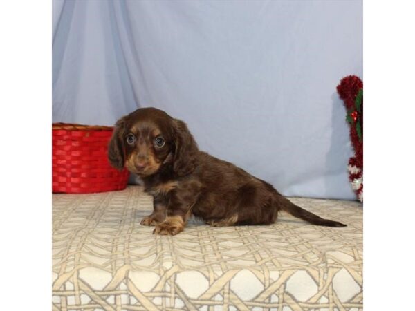 Dachshund DOG Male Chocolate / Tan 2331 Petland Knoxville, Tennessee