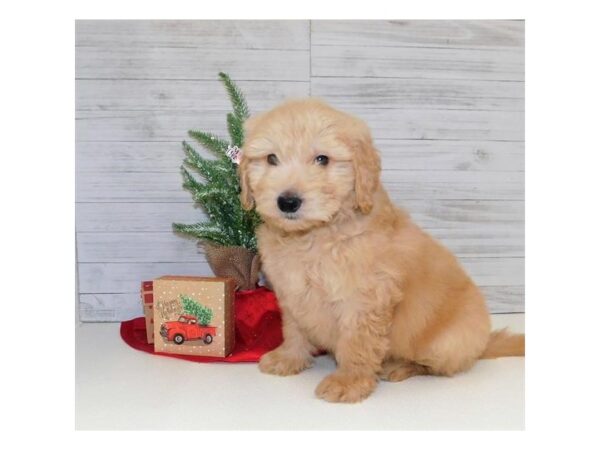 Poodle Standard/Goldendoodle-DOG-Male-Apricot-2335-Petland Knoxville, Tennessee