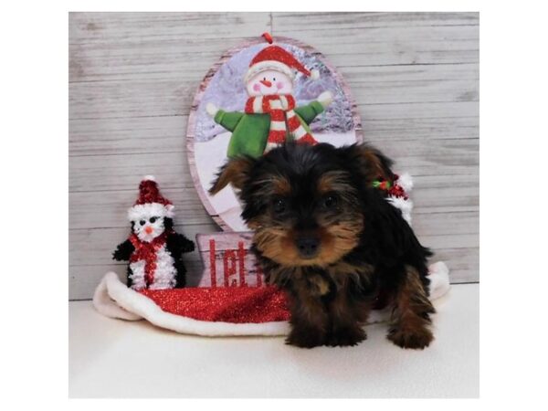 Yorkshire Terrier DOG Female Black / Tan 2337 Petland Knoxville, Tennessee
