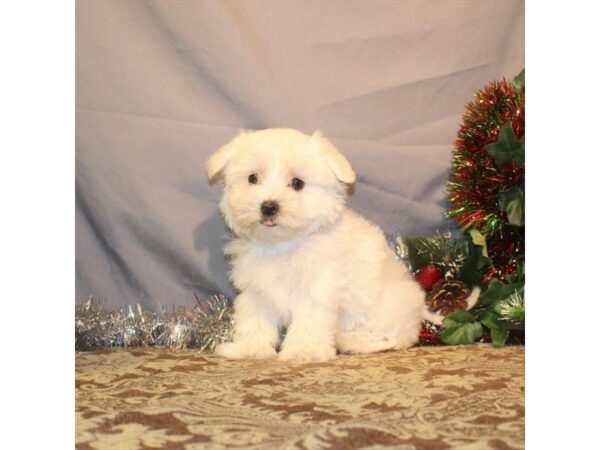 Maltese-DOG-Male-White-2332-Petland Knoxville, Tennessee