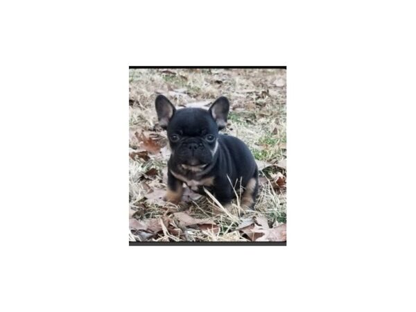 French Bulldog-DOG-Male-Black / Tan-2345-Petland Knoxville, Tennessee